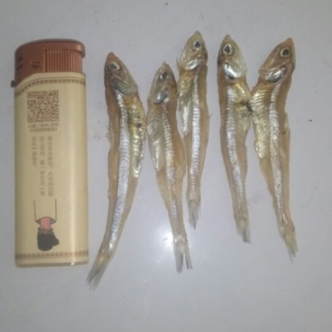 银鱼干，白凡鱼干，各种海鲜干货