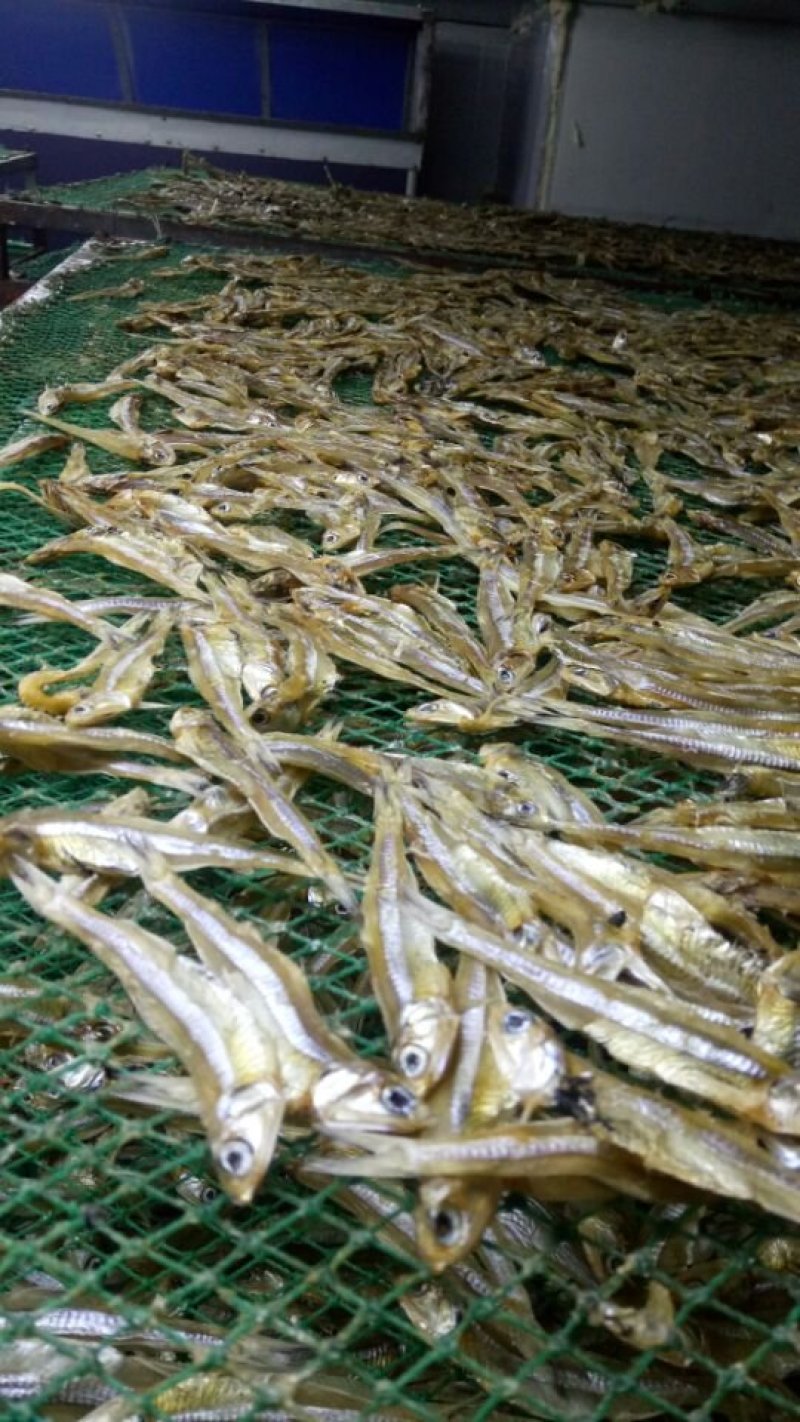 银鱼干，白凡鱼干，各种海鲜干货