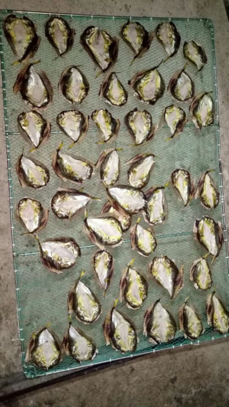 银鱼干，白凡鱼干，各种海鲜干货