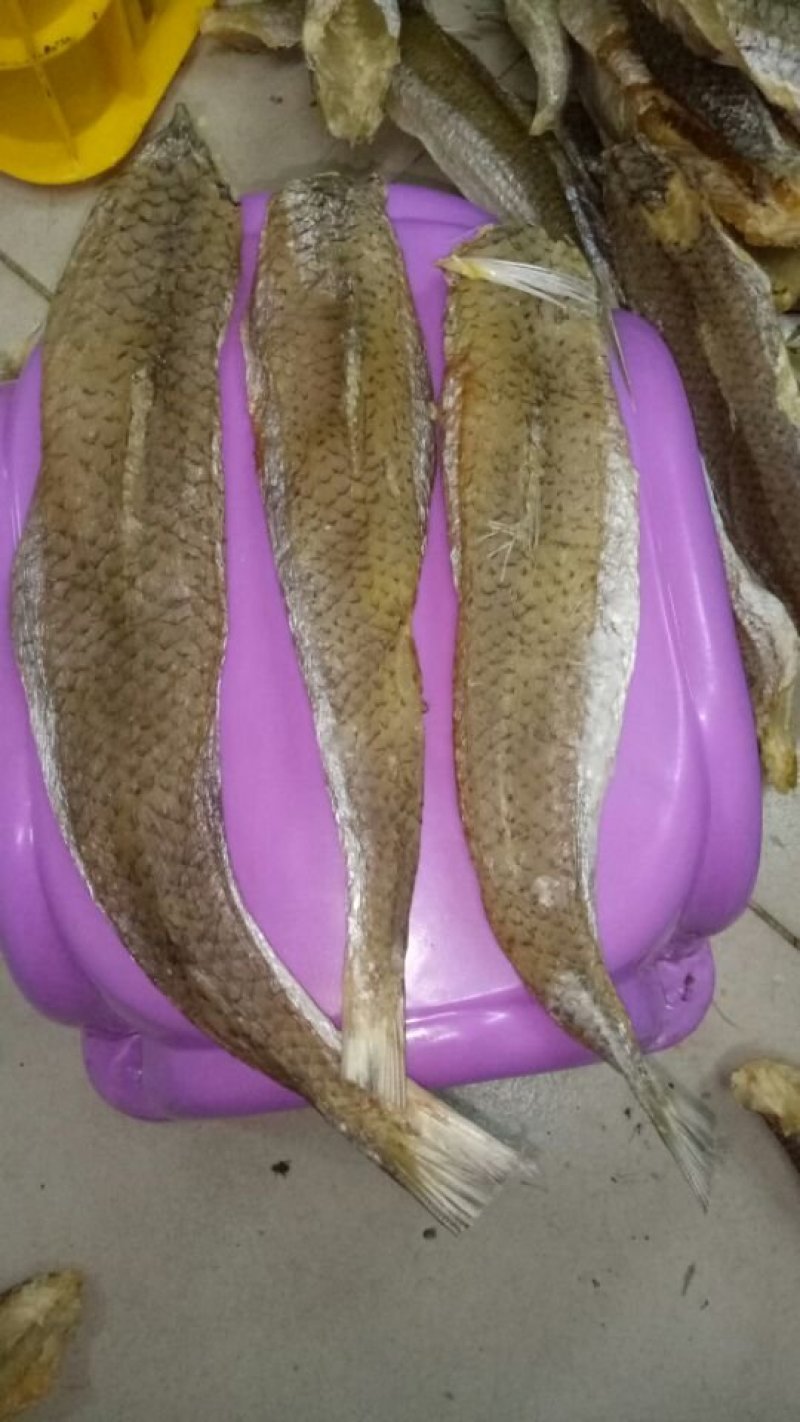 银鱼干，白凡鱼干，各种海鲜干货