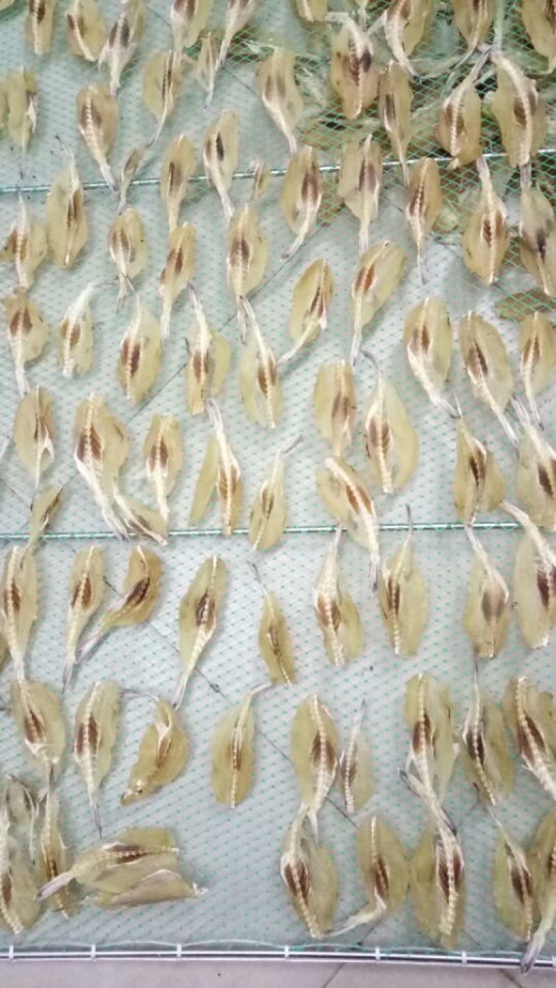 银鱼干，白凡鱼干，各种海鲜干货