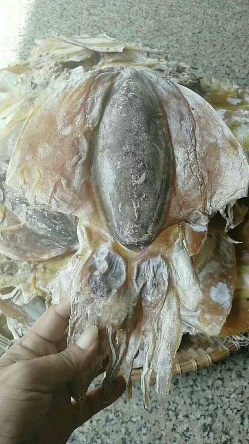 北海墨鱼