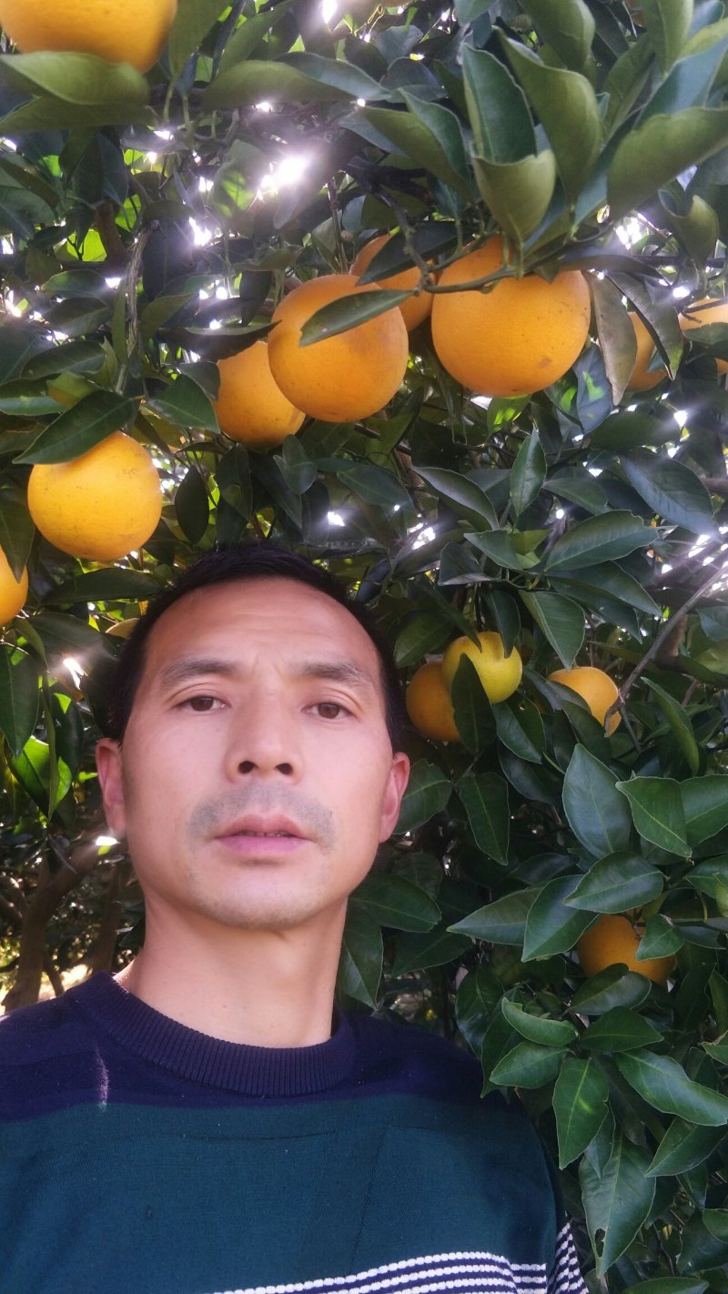 高山顶上长虹纽荷尔产地直销