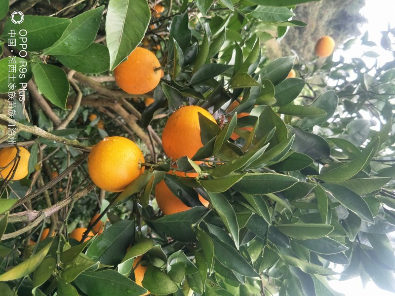 高山顶上长虹纽荷尔产地直销