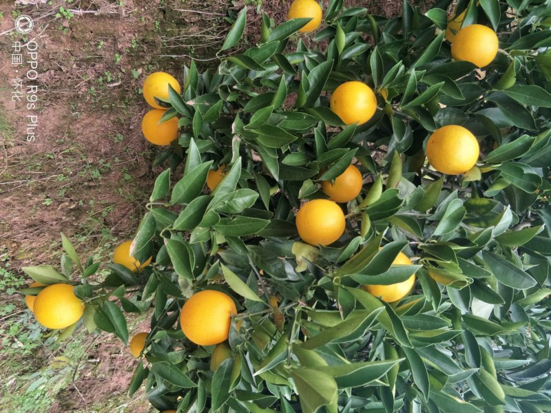 高山顶上长虹纽荷尔产地直销