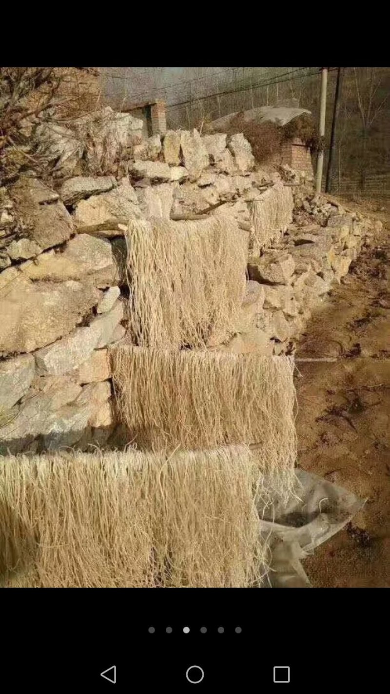 北京红薯553，红薯粉条特质