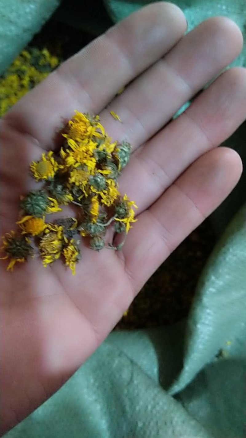 野菊花