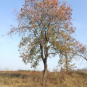 河南精品红叶乌桕带土球发货可以实地视频看货