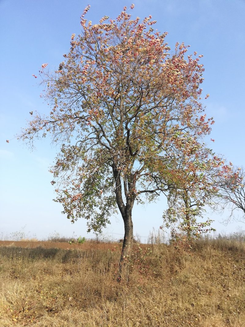 河南精品红叶乌桕带土球发货可以实地视频看货