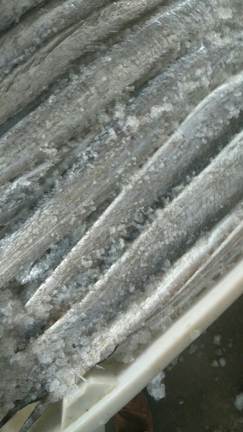 海水鱼类