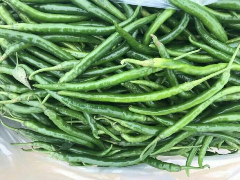 二荆条