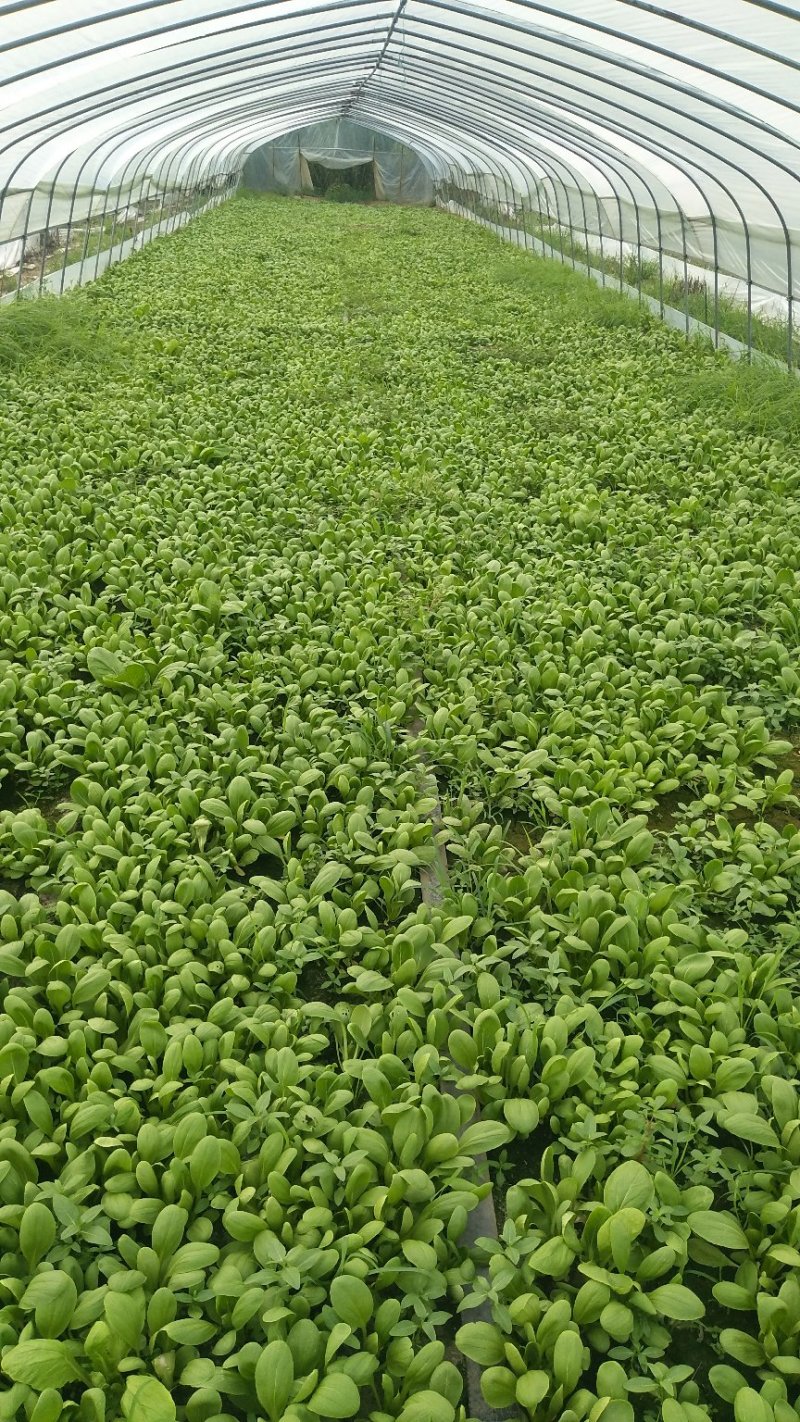 青菜，小白菜，生菜