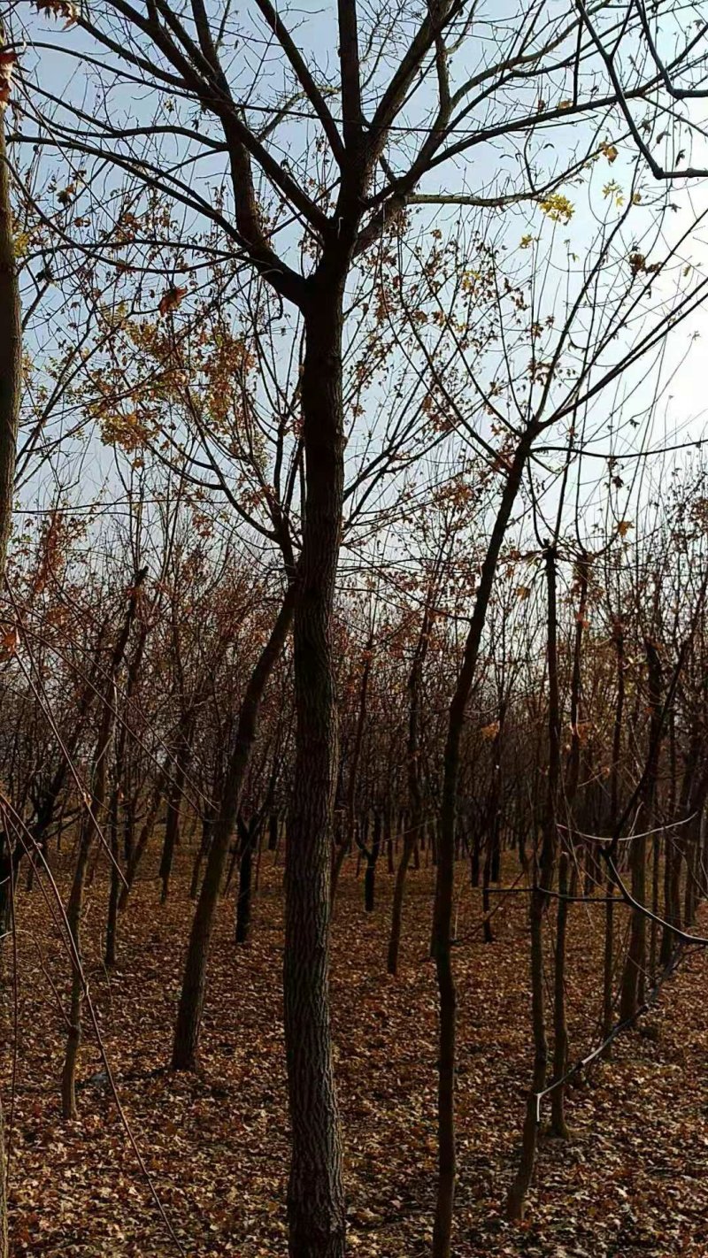 枫树，栾树