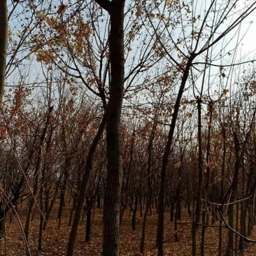 枫树，栾树