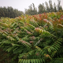 正宗红油香椿苗，大棚苗，地裁苗1-2年山东泰安苗木批