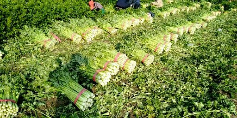 聊城大棚西芹70--75公分高，色泽鲜亮，货源充足欢迎咨