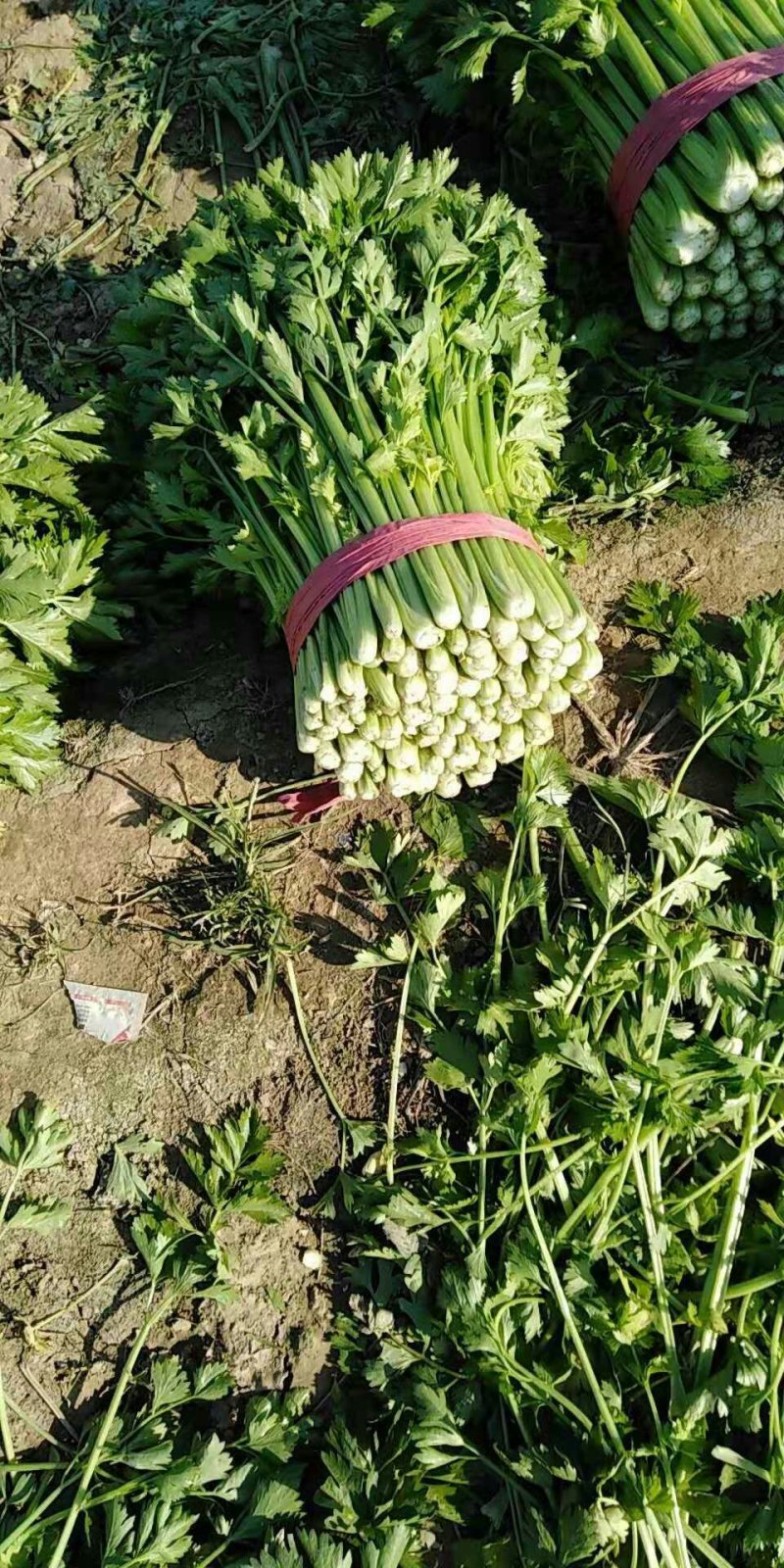 聊城大棚西芹70--75公分高，色泽鲜亮，货源充足欢迎咨