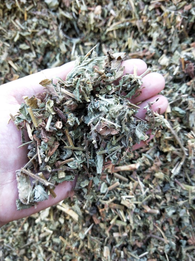 仙鹤草