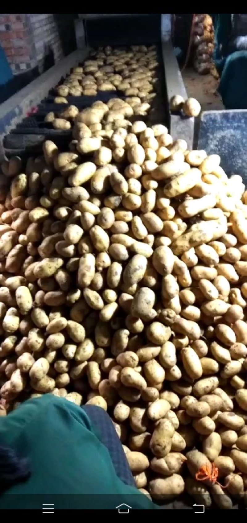 土豆