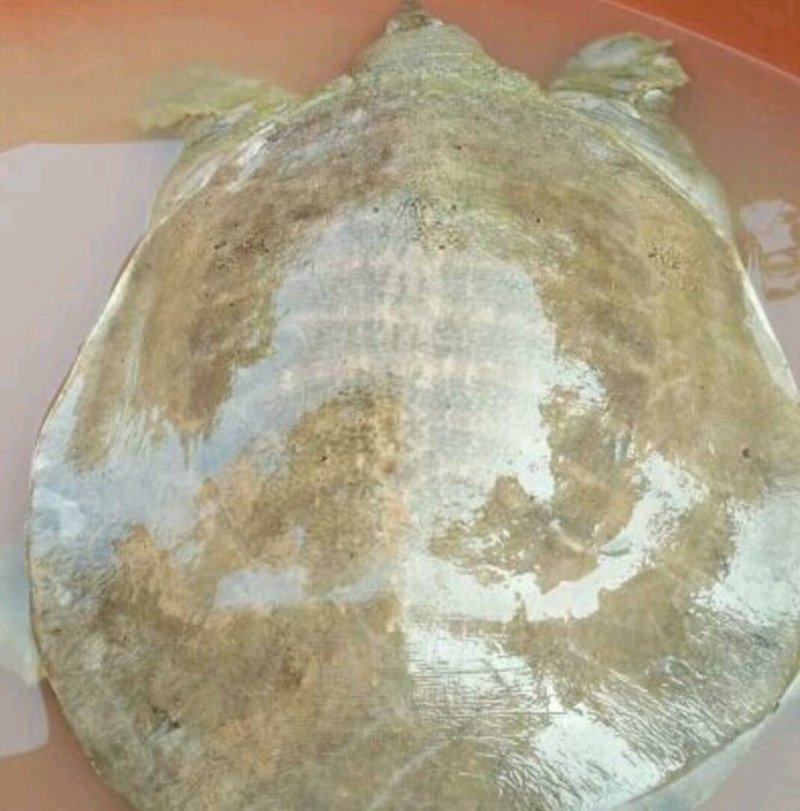 水鱼