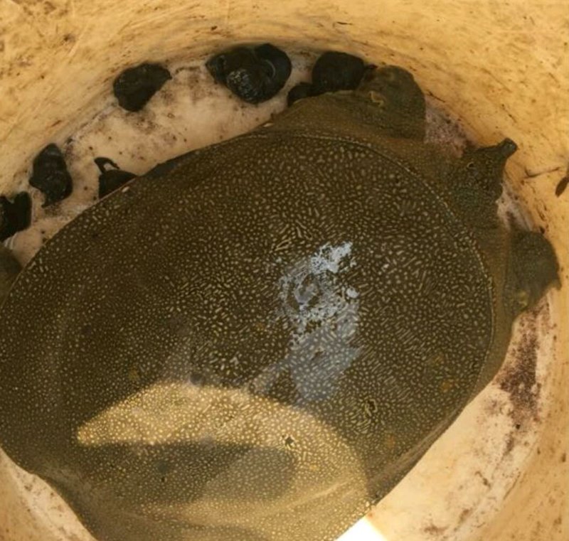 水鱼