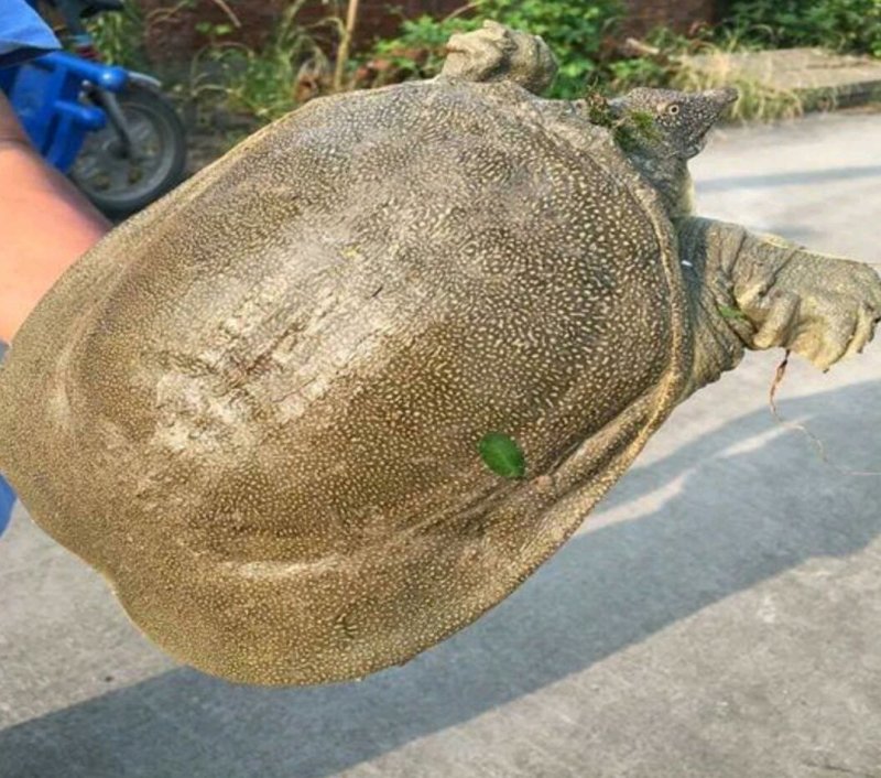 水鱼