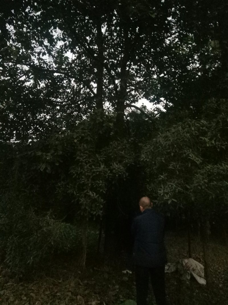 香樟