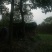 香樟