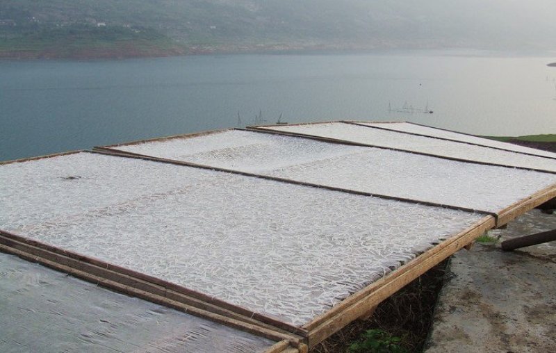 江垭水库银鱼干自然风干