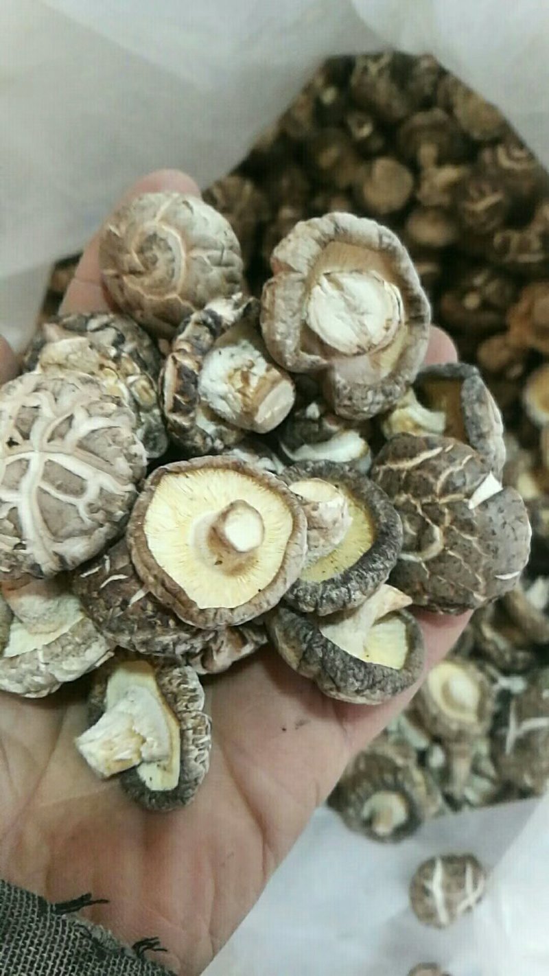 食用菌干货