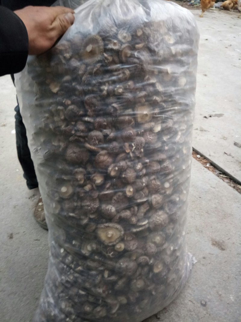 食用菌干货