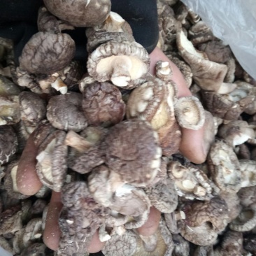 食用菌干货