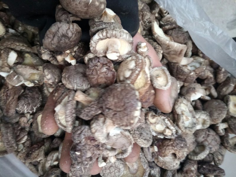 食用菌干货