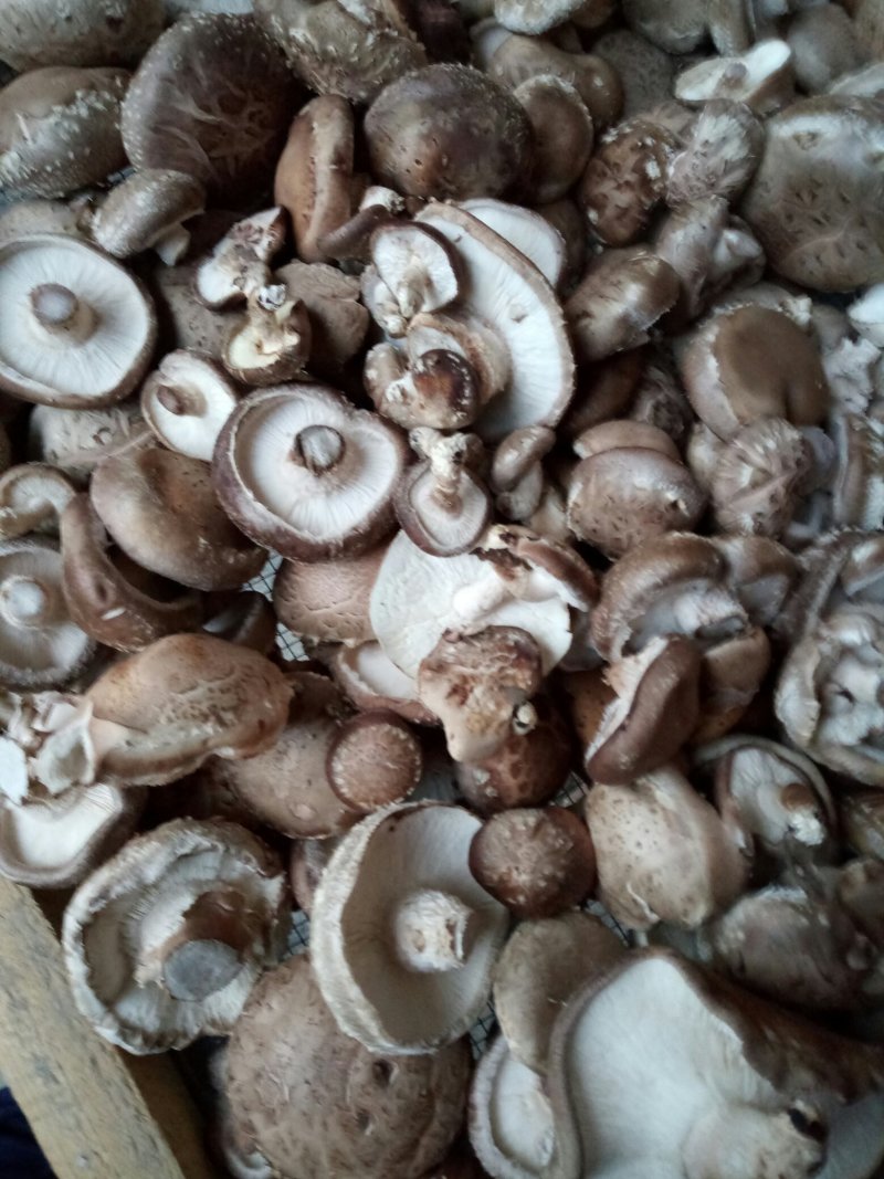 食用菌干货