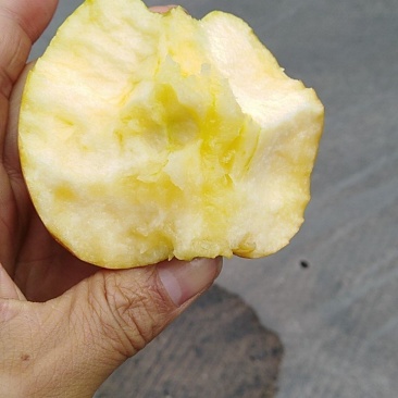 运城冰糖心苹果
