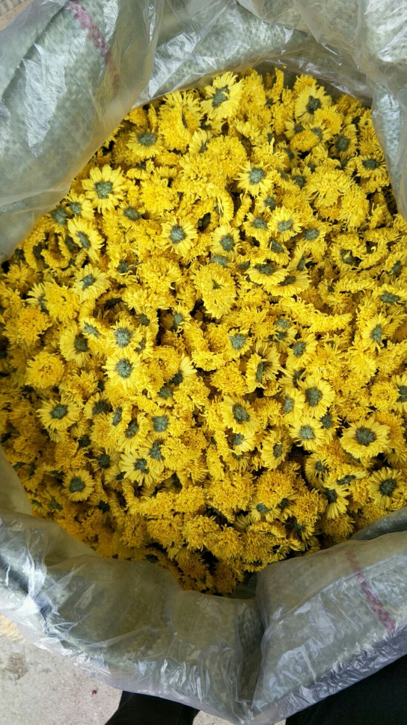 婺源皇菊花茶