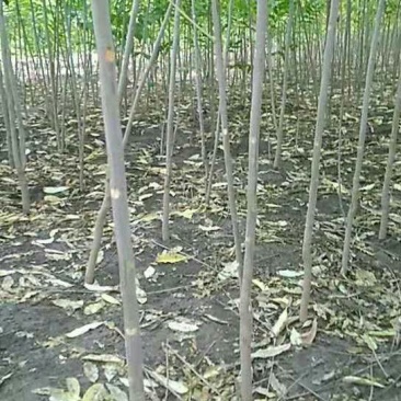 香椿树