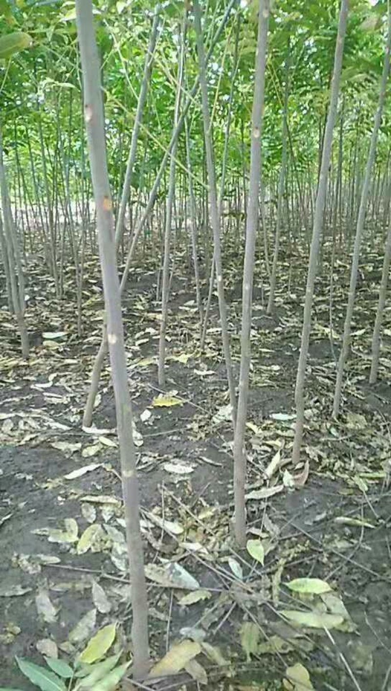 香椿树