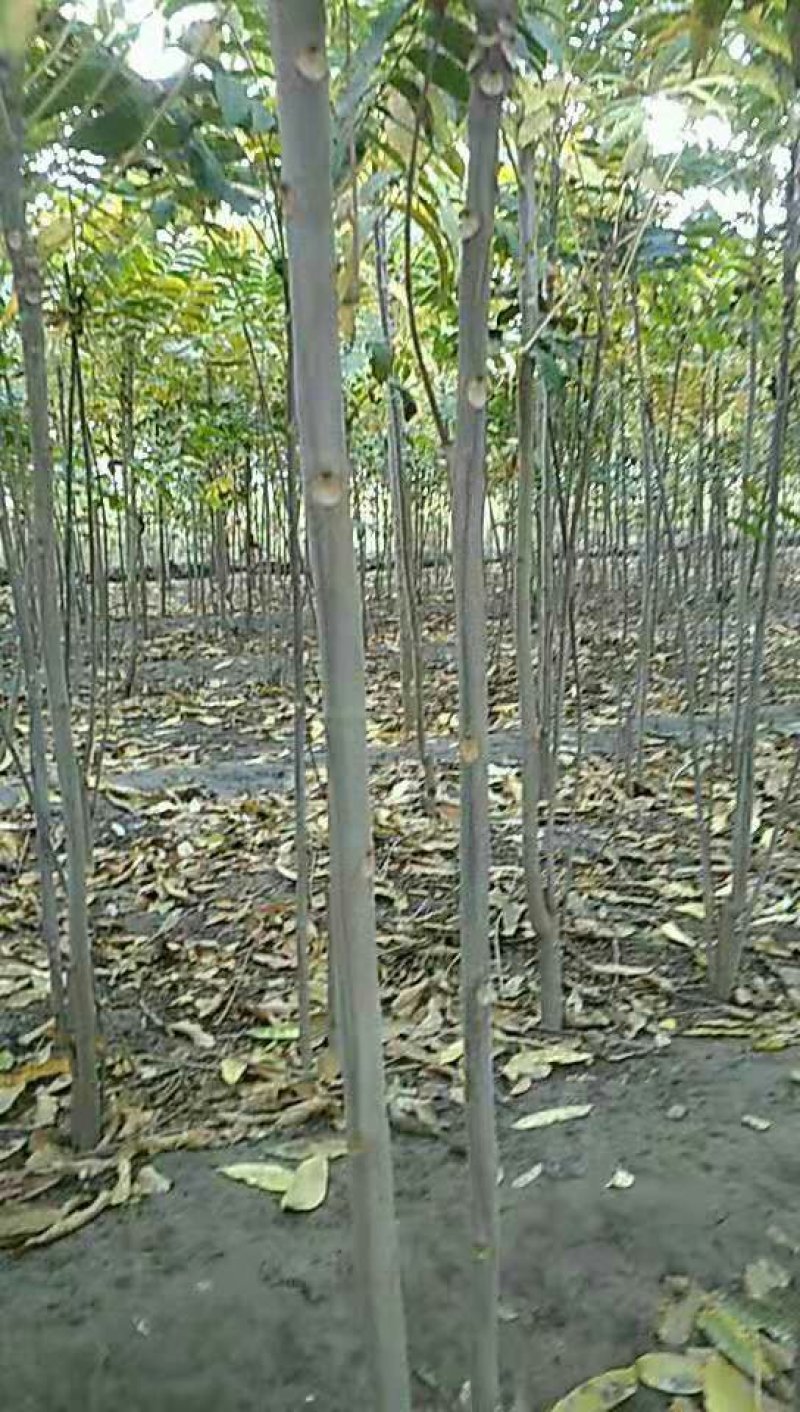 香椿树