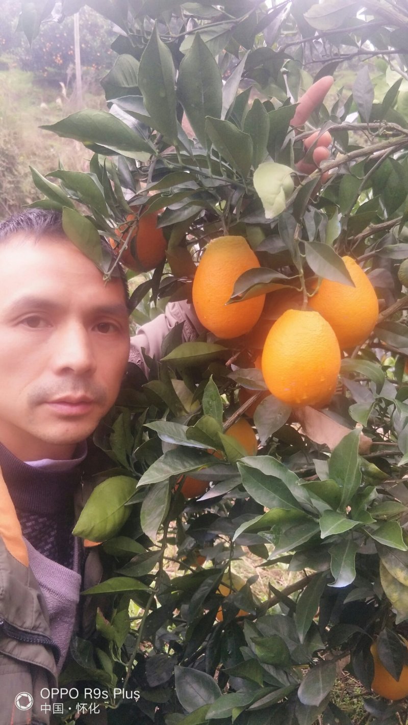 长虹纽荷尔、产地直供