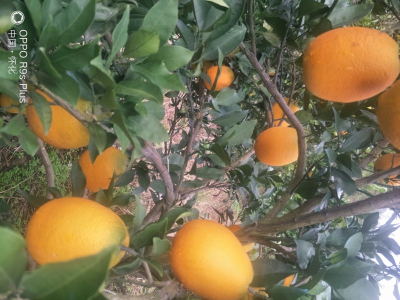 长虹纽荷尔、产地直供