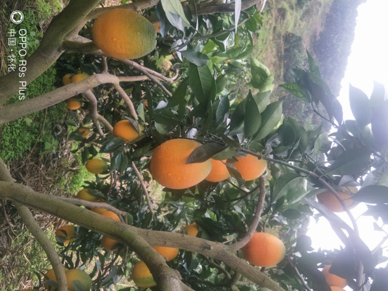 长虹纽荷尔、产地直供