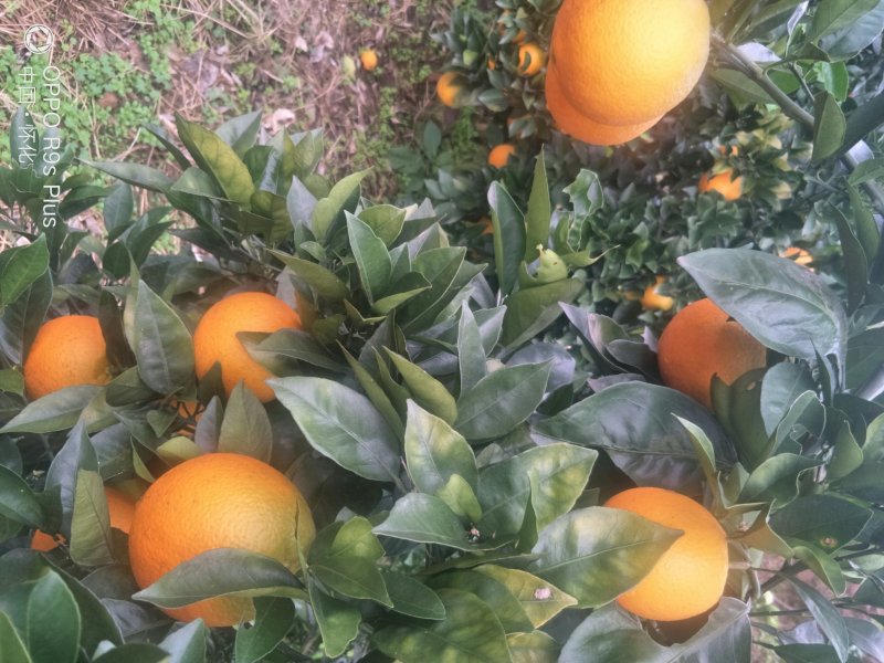 长虹纽荷尔、产地直供