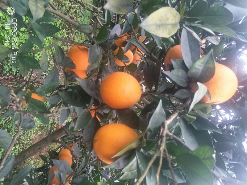 长虹纽荷尔、产地直供