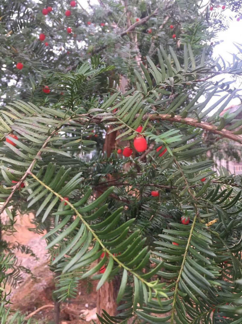 2---8公分红豆杉基地直供，价格绝对实惠