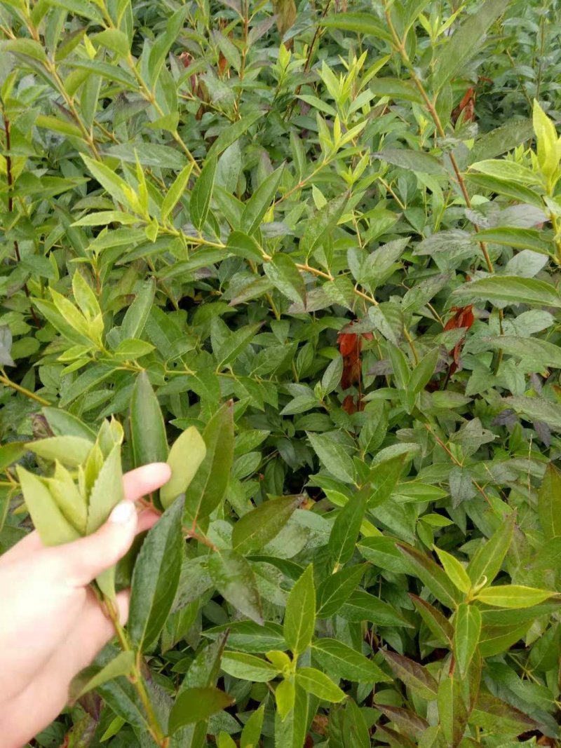 宿迁沭阳连翘苗50~60cm基地直供保质保量电联洽谈