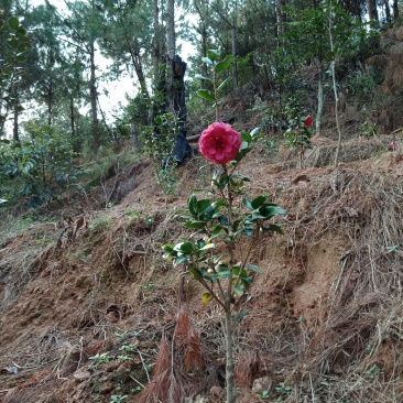 供应茶花苗