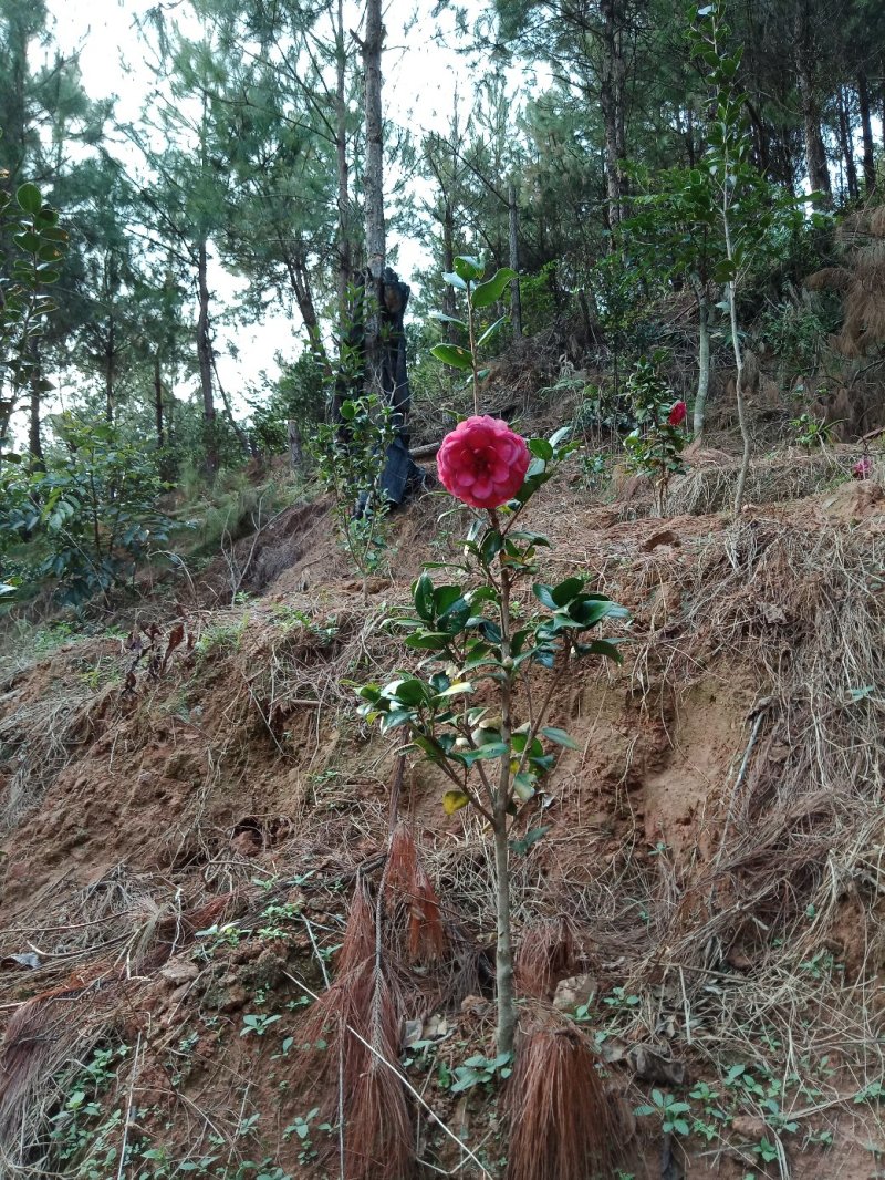 供应茶花苗