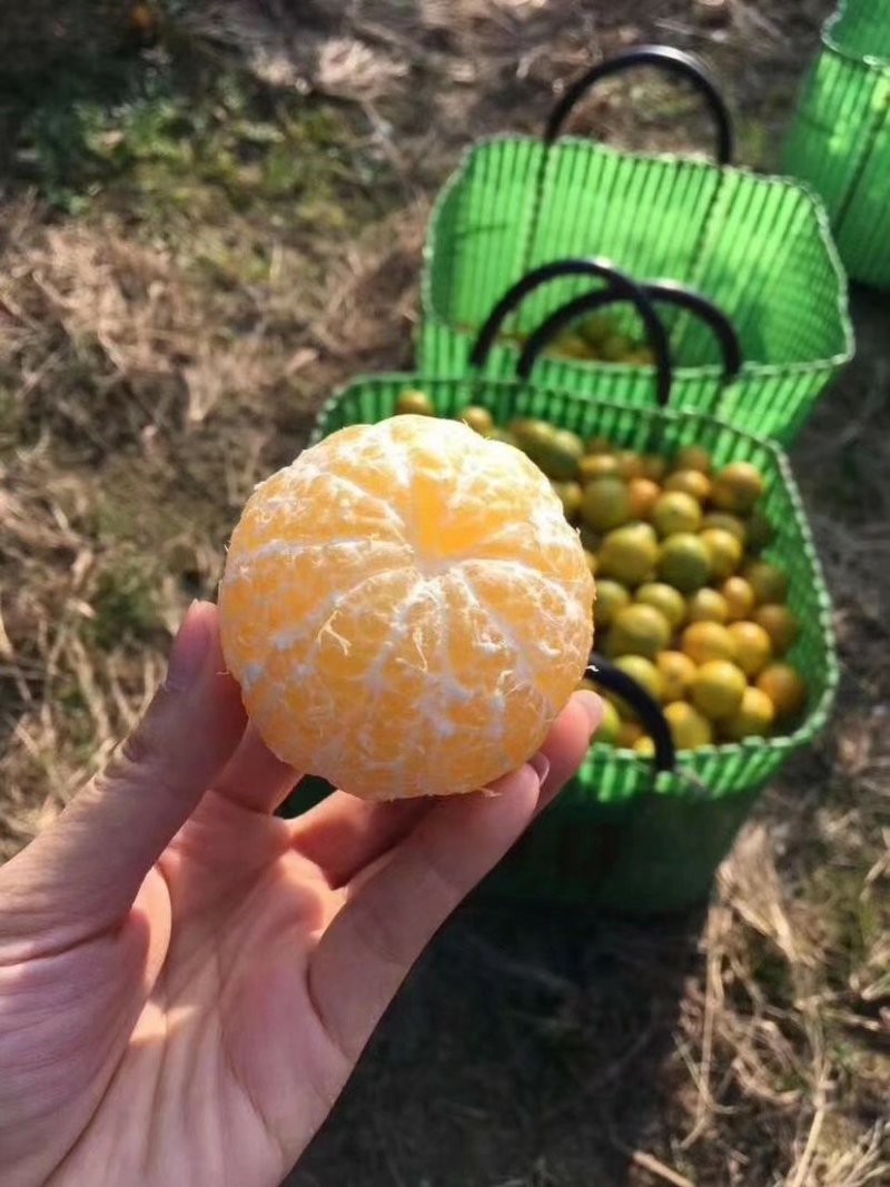 皇帝柑武鸣皇帝柑大量供应