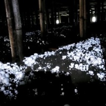双孢菇3至5带跟篮子菇2.7元一斤